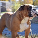 Poppys blue fawn PET ONLY - a Bulldog puppy