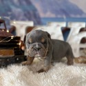 Bulldog for sale