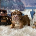 Bulldog for sale