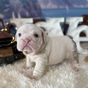 Bulldog for sale