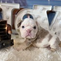 Bulldog for sale