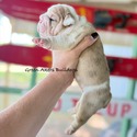 Nera's Fawn Merle blue eyes - a Bulldog puppy