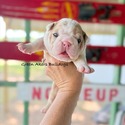 Nera's Fawn Merle blue eyes - a Bulldog puppy