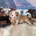 Bulldog for sale