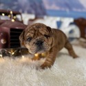 Bulldog for sale