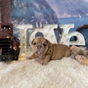 Bulldog for sale