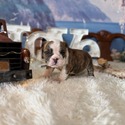 Bulldog for sale