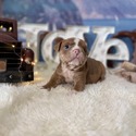Bulldog for sale