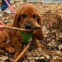 Basset Hound Haven owned by Basset Hound Haven