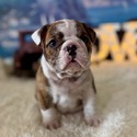 nera's brindle girl - a Bulldog puppy
