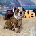 nera's brindle girl - a Bulldog puppy