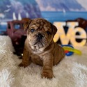 nera's choc tweed merle - a Bulldog puppy