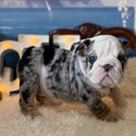 Black Merle F, gen CLEAR - a Bulldog puppy