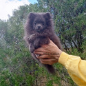 Pomeranian for sale