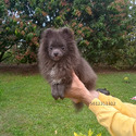 Blue Teddy Bear - a Pomeranian puppy