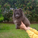 Blue Teddy Bear - a Pomeranian puppy