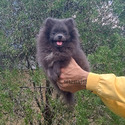 Blue Teddy Bear - a Pomeranian puppy