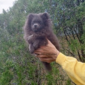Blue Teddy Bear - a Pomeranian puppy