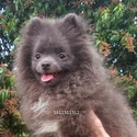 Blue Teddy Bear - a Pomeranian puppy