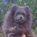 Blue Teddy Bear - a Pomeranian puppy