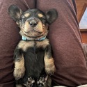 Dachshund for sale