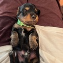 Dachshund for sale