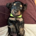 Dachshund for sale