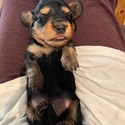 Dachshund for sale