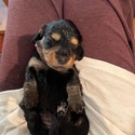 Dachshund for sale