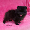 Tiny Black Bear - a Pomeranian puppy