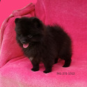 Tiny Black Bear - a Pomeranian puppy