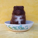 Tiny CHocolate Bear - a Pomeranian puppy