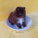 Tiny CHocolate Bear - a Pomeranian puppy