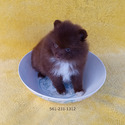 Tiny CHocolate Bear - a Pomeranian puppy