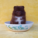 Tiny CHocolate Bear - a Pomeranian puppy