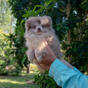 Lilac Merle Bear - a Pomeranian puppy