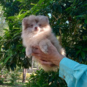 Lilac Merle Bear - a Pomeranian puppy