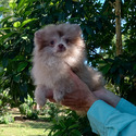 Lilac Merle Bear - a Pomeranian puppy