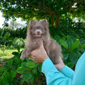 Lilac Baby - a Pomeranian puppy