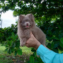 Lilac Baby - a Pomeranian puppy