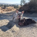 French Bulldog for sale