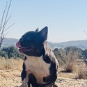 Purebred French Bulldogs owned by Purebred French Bulldogs