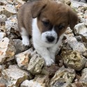 Corgi for sale