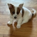 Corgi for sale