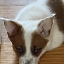 TINY TIM - a Corgi puppy