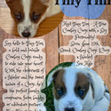 TINY TIM - a Corgi puppy