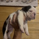 MH English Bulldogs owned by MH English Bulldogs