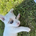 Corgi for sale