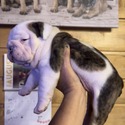 Bulldog for sale
