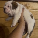 Bulldog for sale